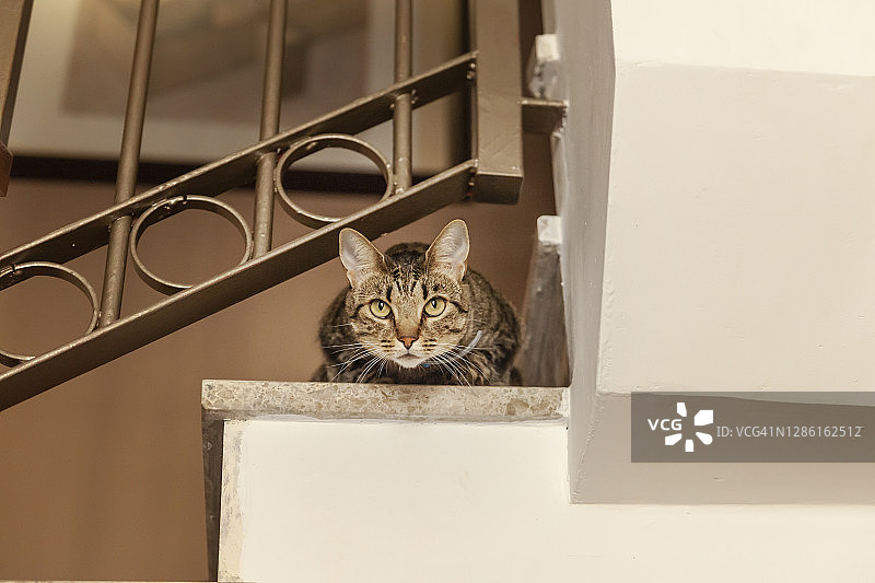 领养小猫图片素材