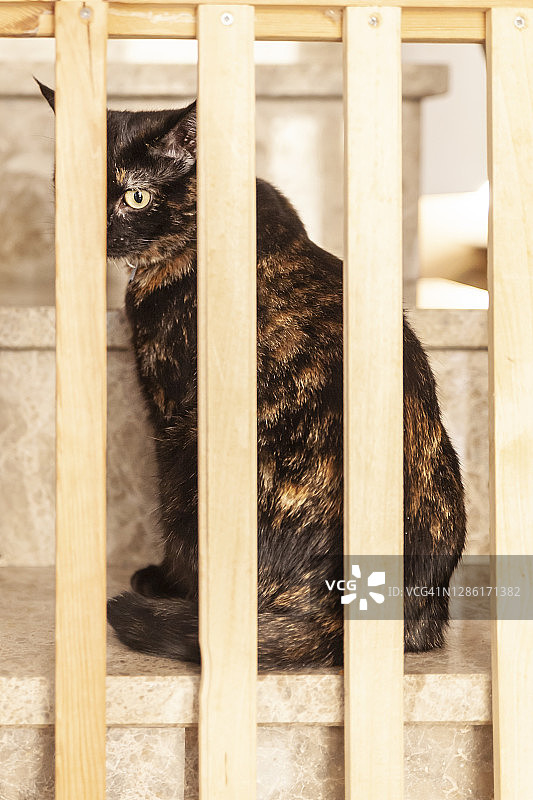 玳瑁猫图片素材