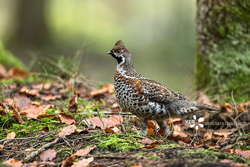 榛鸡图片素材