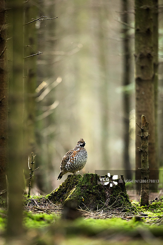 榛鸡图片素材