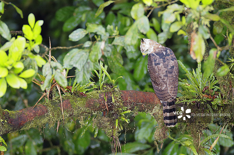 华丽鹰雕图片素材