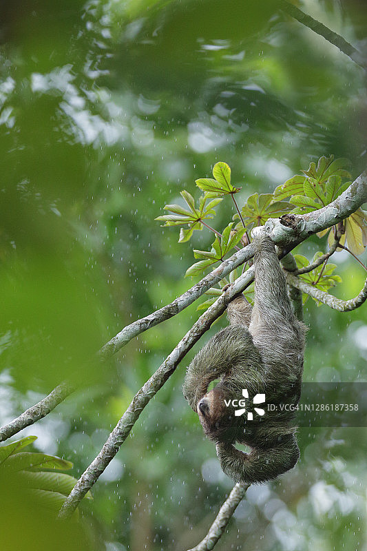 三趾树懒图片素材