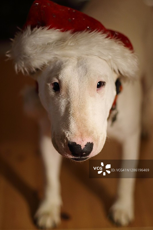 戴圣诞老人帽的斗牛梗图片素材