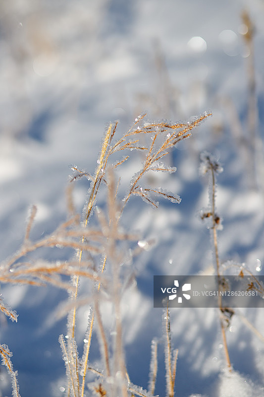 冰冻的早晨图片素材