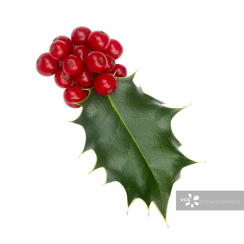 一大串红色浆果，白色背景上有一片冬青叶图片素材