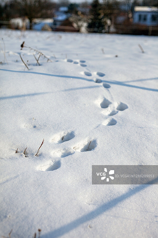 深雪中的动物足迹图片素材