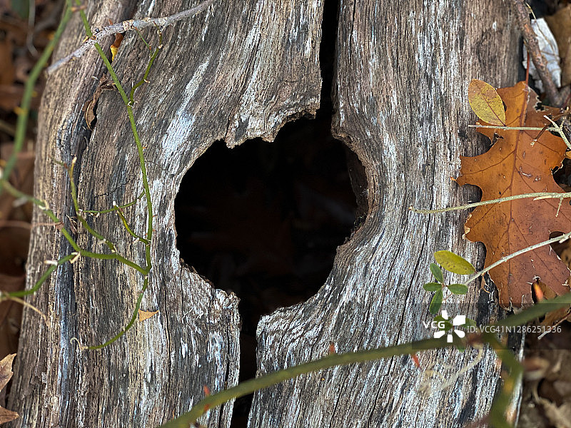 具有天然树洞的树木背景图片素材