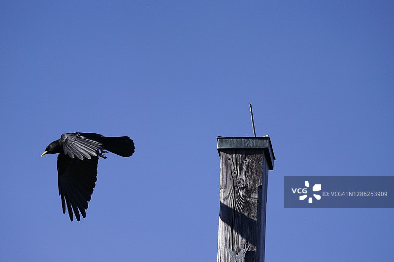 阿尔卑斯山前的寒鸦图片素材