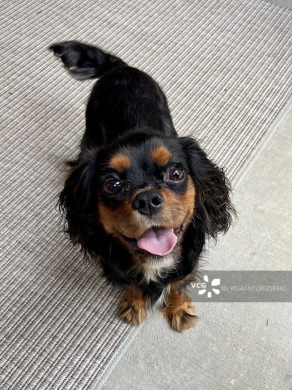 快乐的查理士王小猎犬图片素材