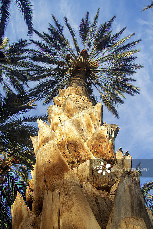 绿洲中，蓝色天空和白色云朵映衬下的海枣树特写图片素材