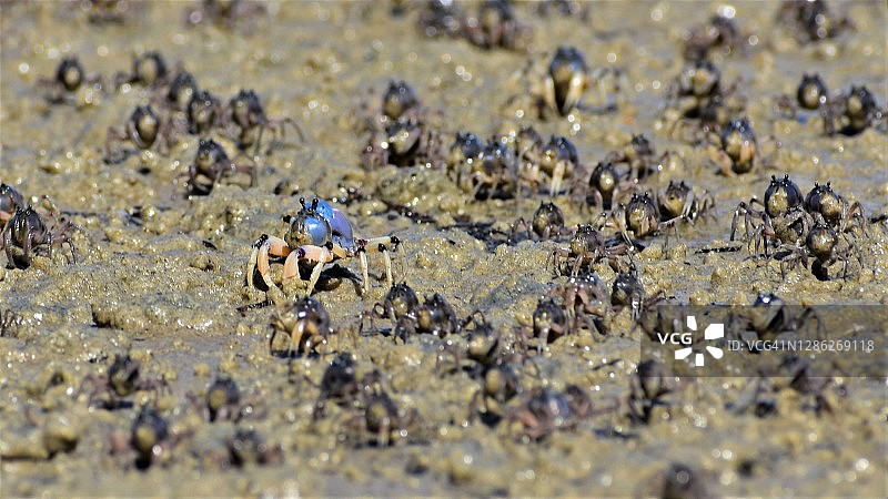 士兵蟹图片素材