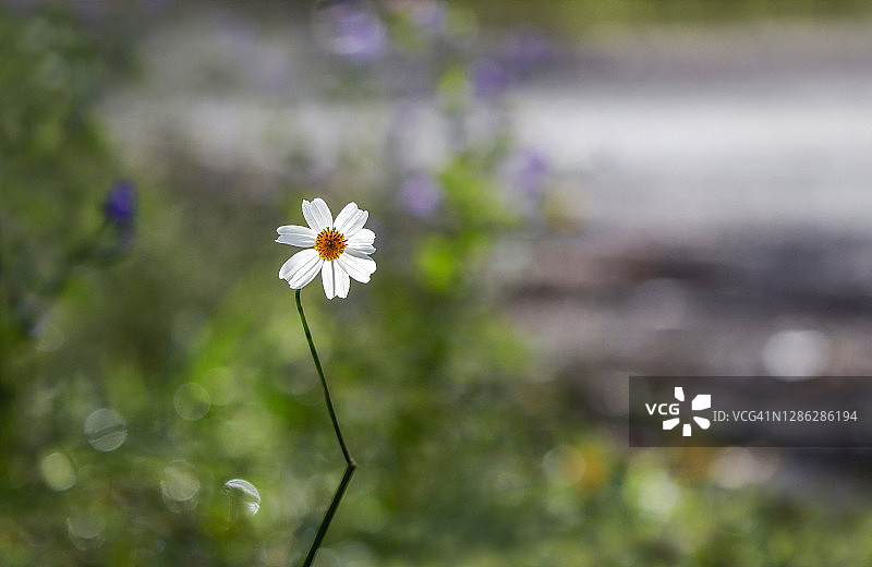 路边盛开的美丽鬼针草花图片素材