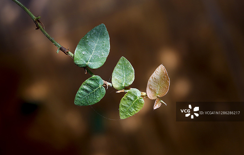 阳光下美丽的薜荔叶子图片素材