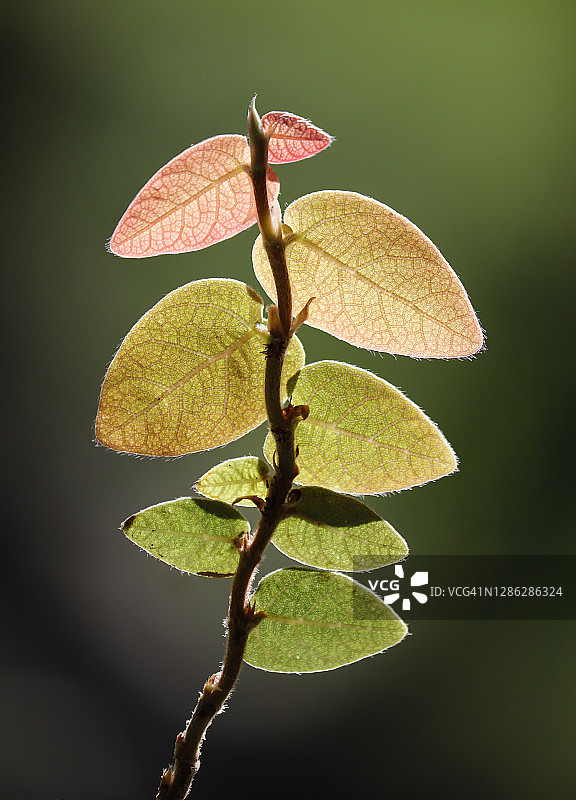 阳光下美丽的薜荔叶子图片素材