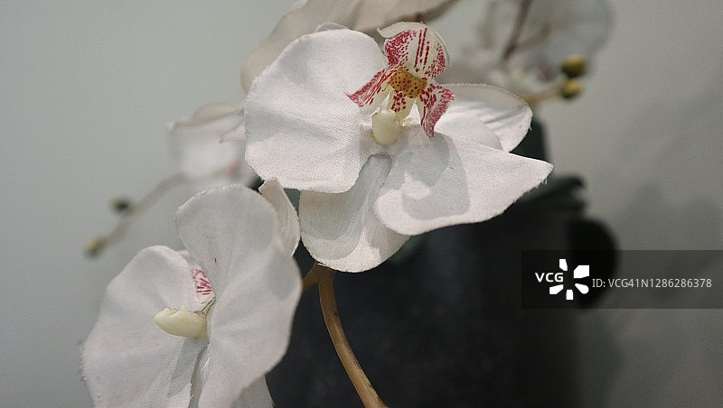 白色的花图片素材