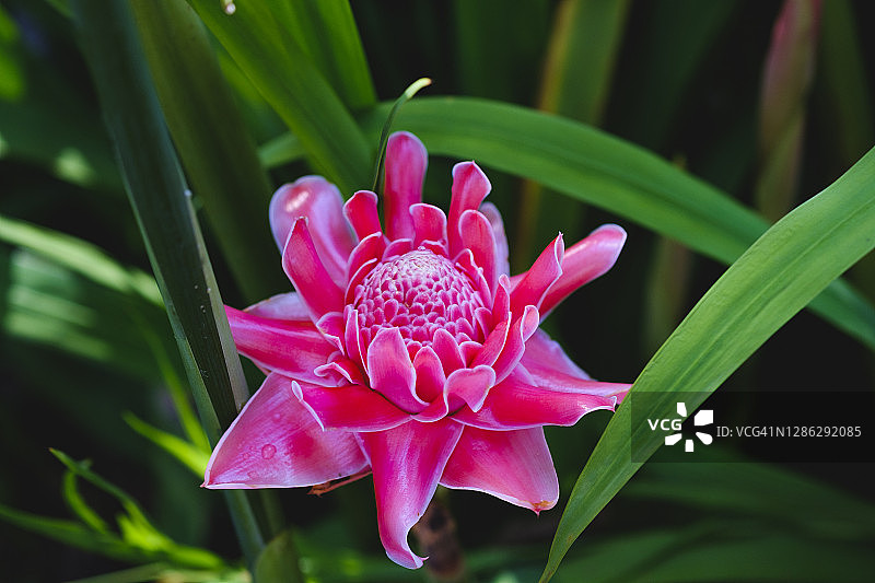 火炬姜或红姜花特写，姜科图片素材