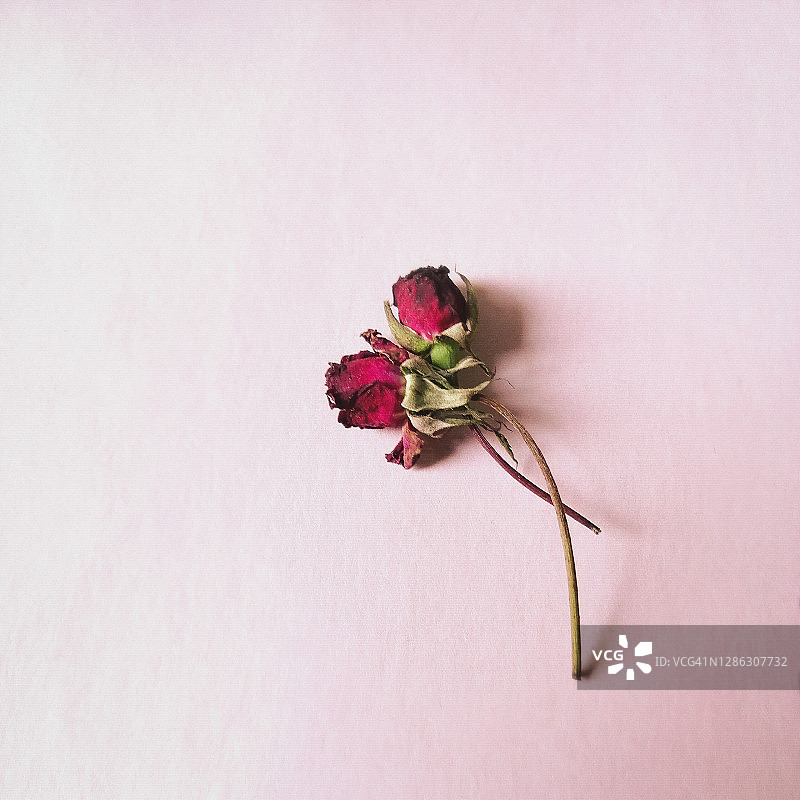 粉色背景上的干玫瑰图片素材