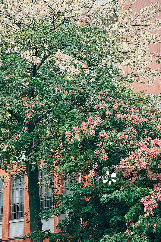 美丽异木棉粉色花朵图片素材