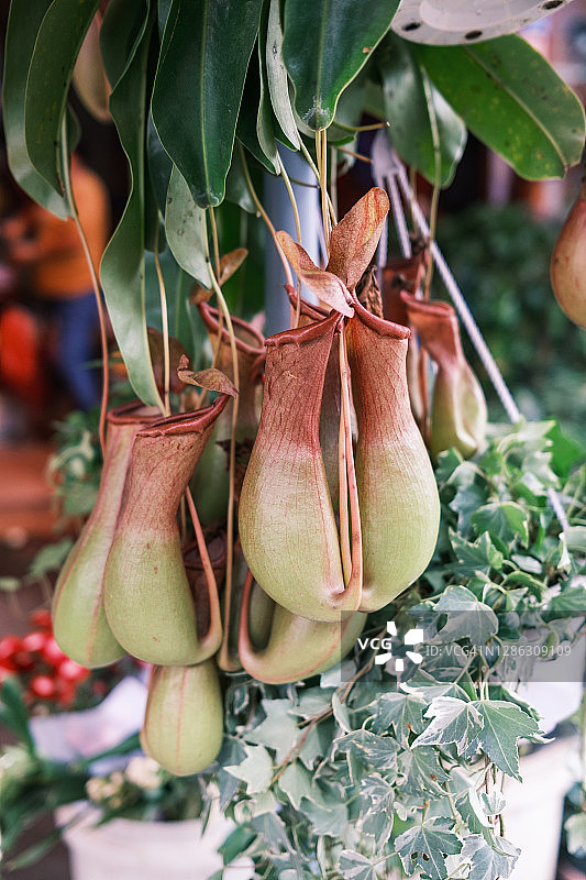 猪笼草图片素材