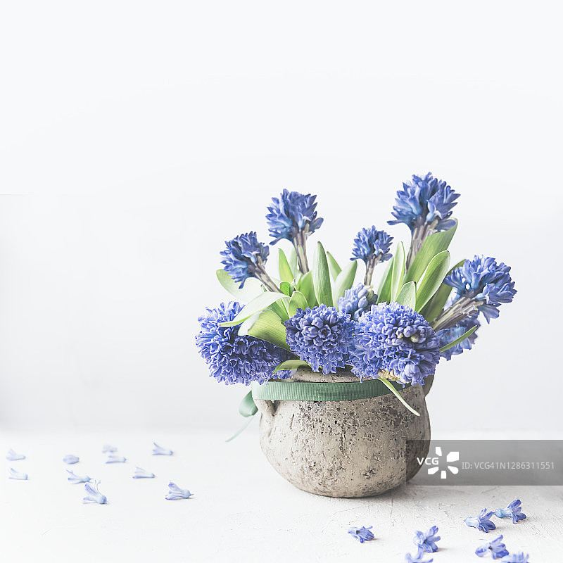 白色背景下乡村花瓶中可爱的风信子花束图片素材