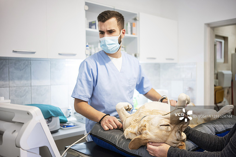 兽医进行超声波检查图片素材