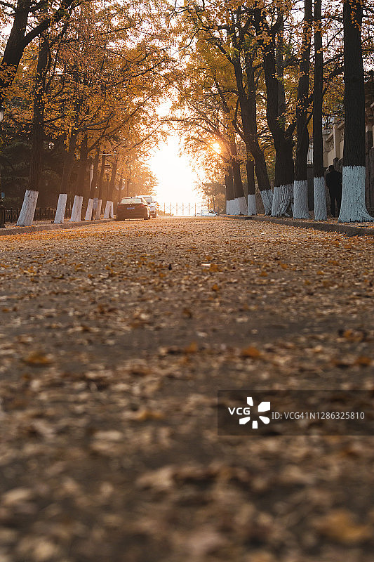 日出时被落叶覆盖的道路图片素材