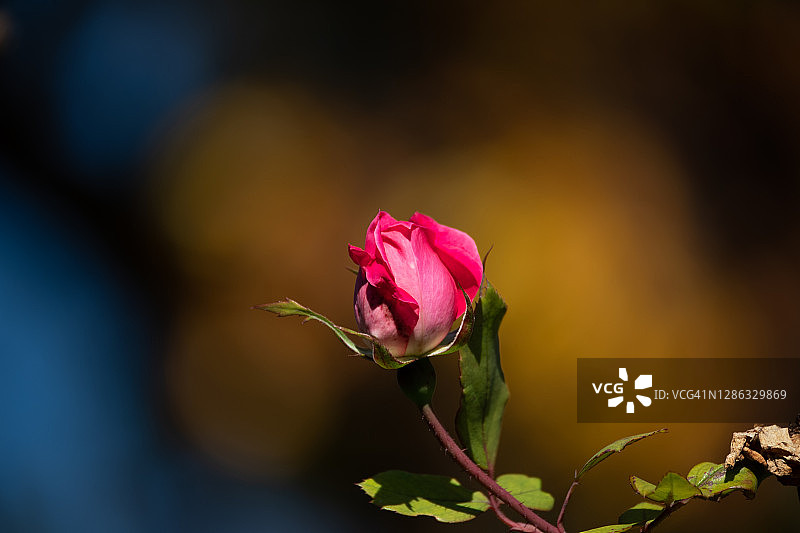 红玫瑰花蕾图片素材