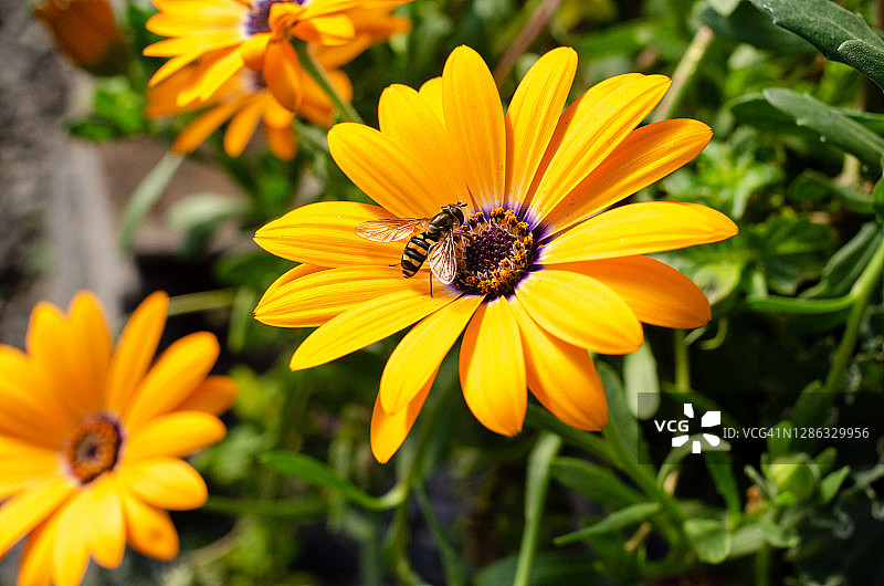 小向日葵上的黄蜂图片素材
