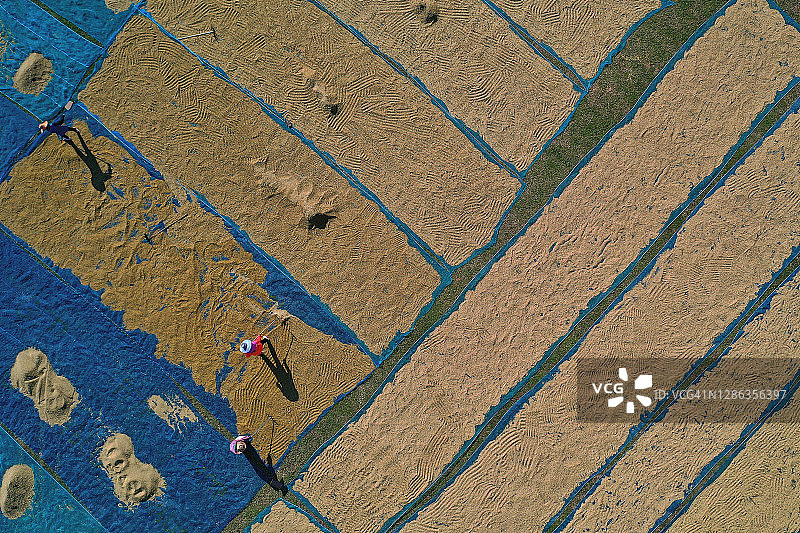 泰国乡村，农民在田间阳光下晾晒稻谷图片素材