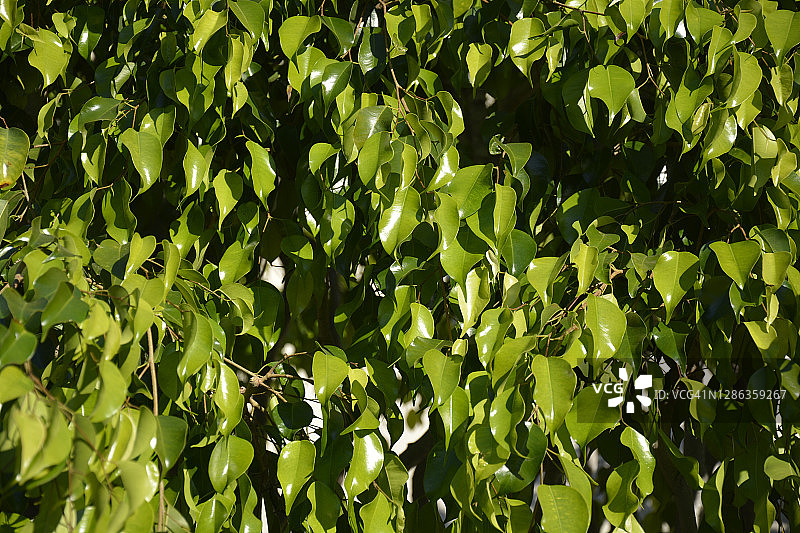 榕树本杰明全画幅图片素材