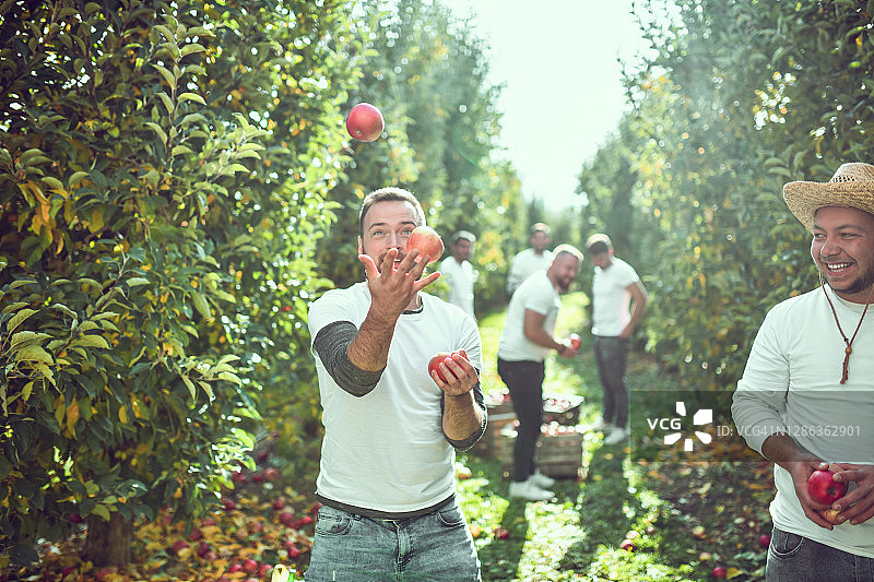 秋收时节，男人一边用苹果耍花招，一边看着他的同事图片素材