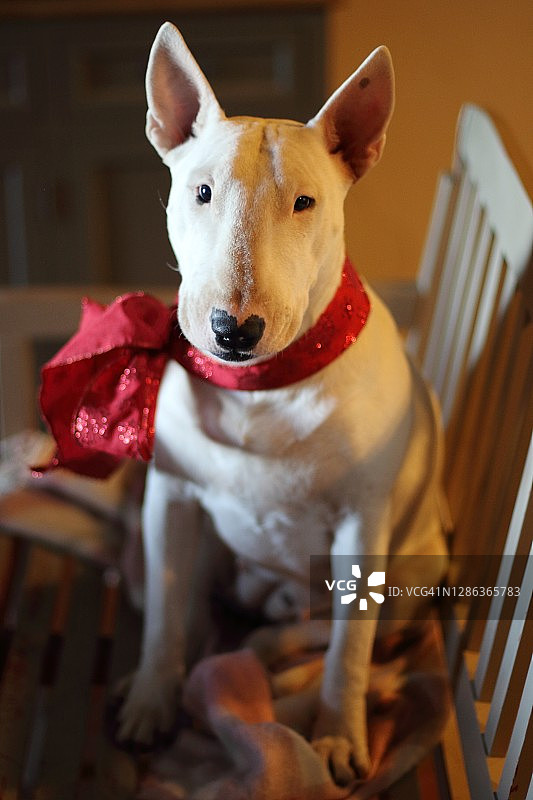 系着红色蝴蝶结的白色斗牛犬，圣诞节图片素材