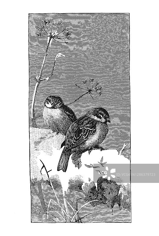 鸟类学：欧亚树麻雀古老雕刻插图图片素材