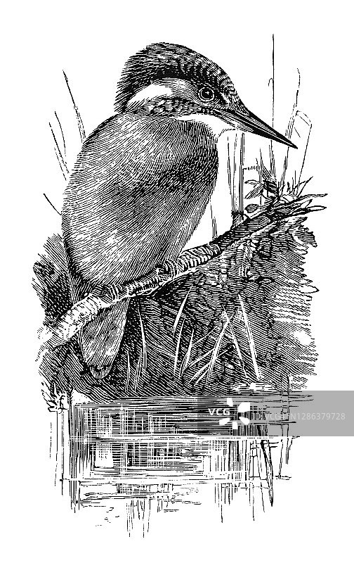 鸟类学 -  翠鸟或翠鸟科鸟类古老雕刻插图图片素材
