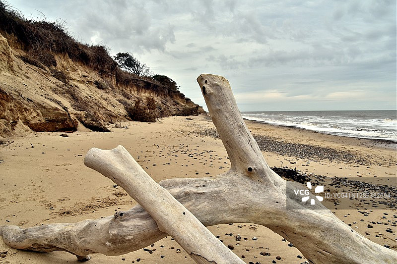 科夫海斯海滩上被海水漂白的大型浮木图片素材