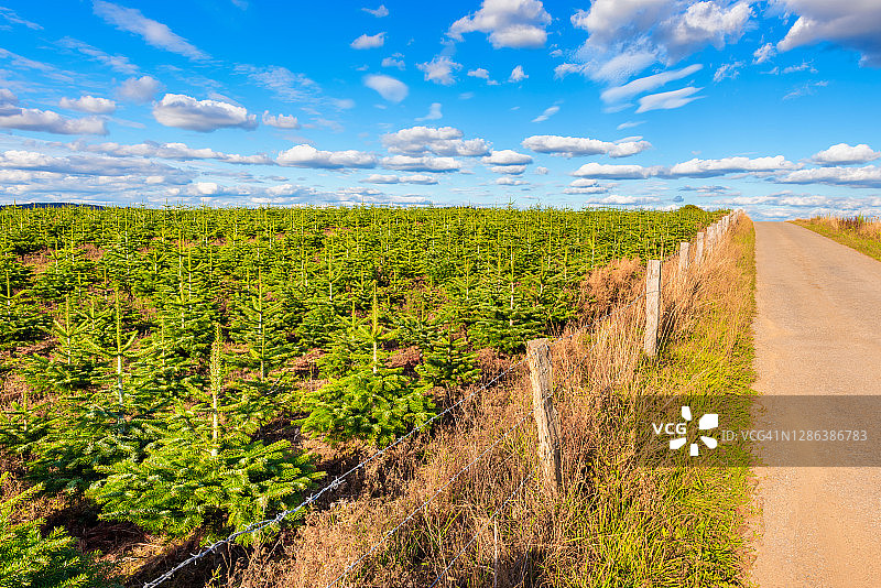 比利时阿登地区的圣诞树种植园图片素材