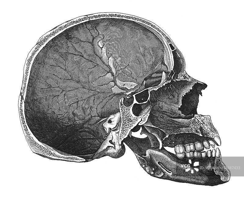 旧版雕刻插图：人头骨骼图片素材