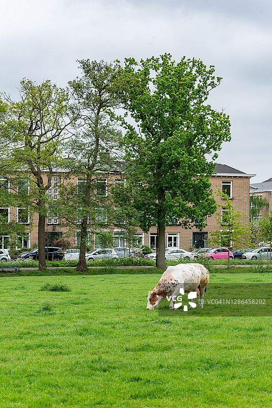 海牙的草地上的一头牛图片素材