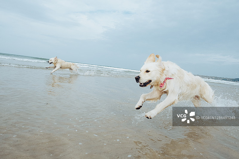 金毛犬在海中划水图片素材