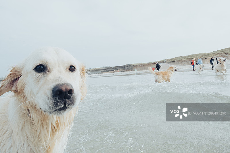 在海中划水的金毛犬图片素材