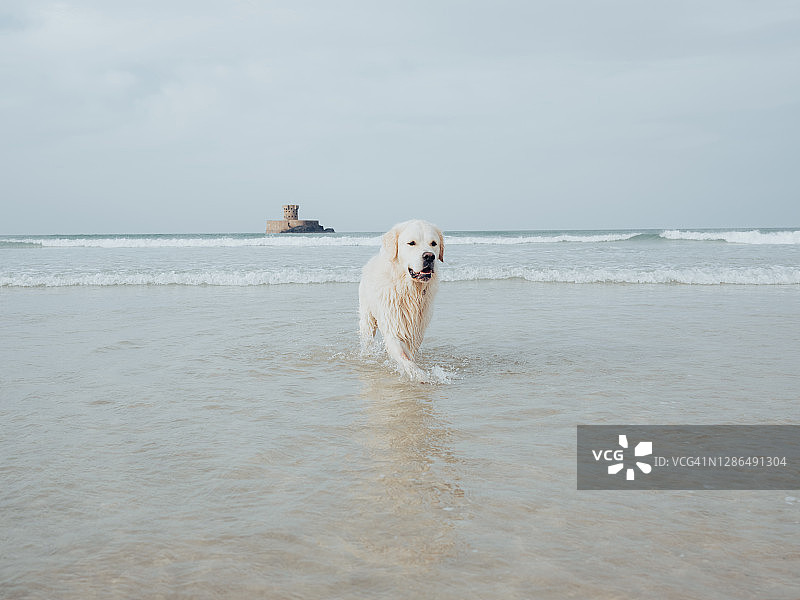 在海中划水的金毛猎犬图片素材