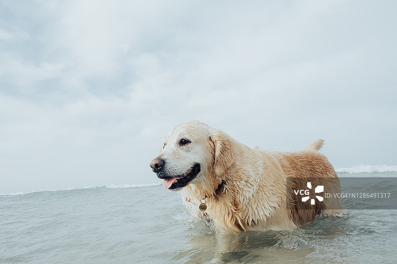 在海中划水的金毛犬图片素材