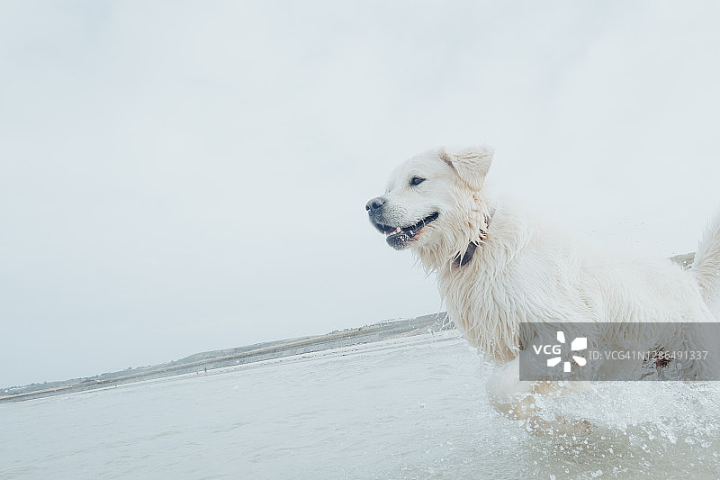在海中划水的金毛犬图片素材