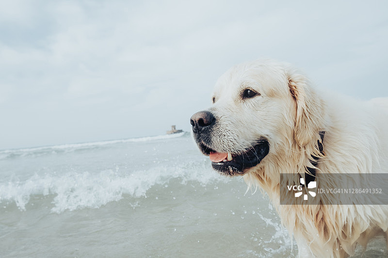 在海中划水的金毛犬图片素材