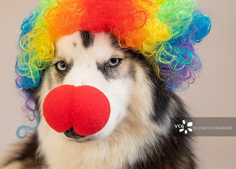 戴着小丑鼻子和彩色假发的澳大利亚哈士奇犬肖像图片素材