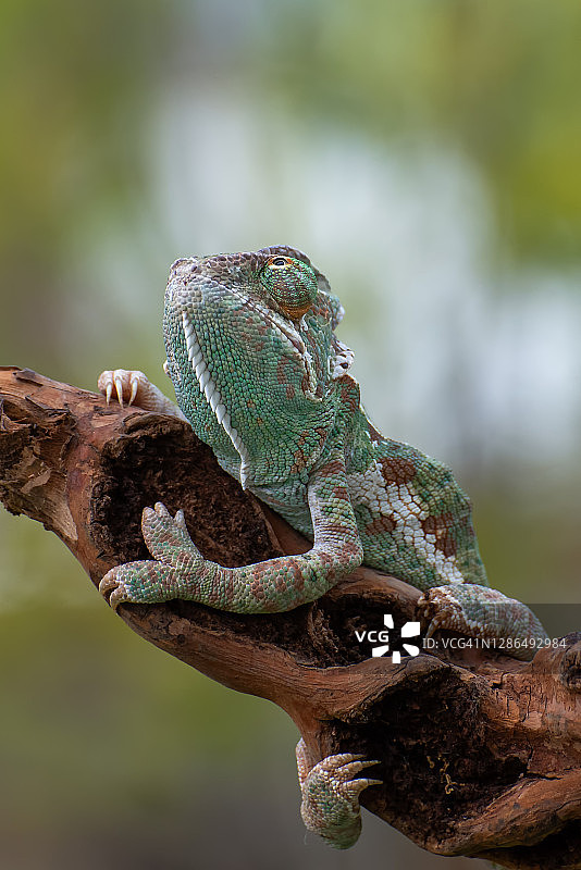 变色龙在树枝上（高冠变色龙）图片素材