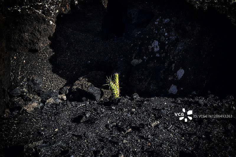 在西班牙加那利群岛兰萨罗特岛火山地形中生长的仙人掌特写图片素材