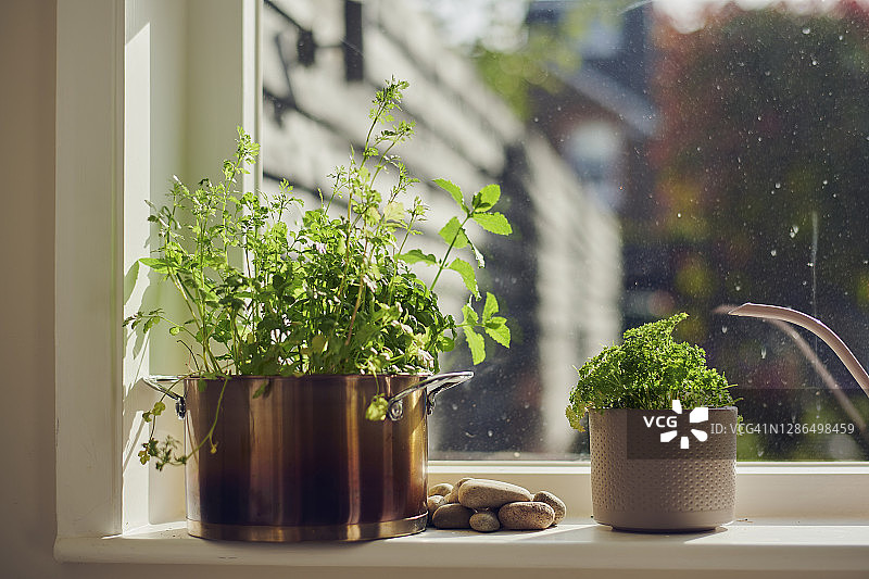窗台上的室内草本植物图片素材