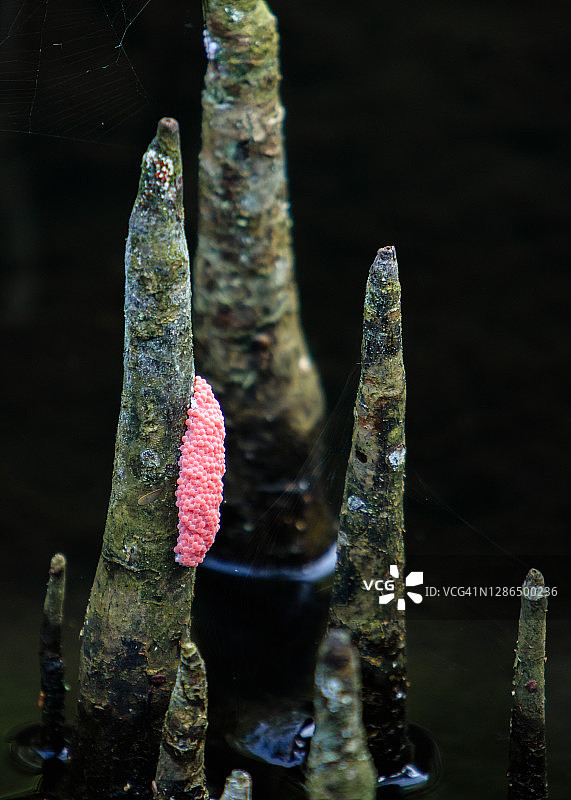 苹果蜗牛卵图片素材