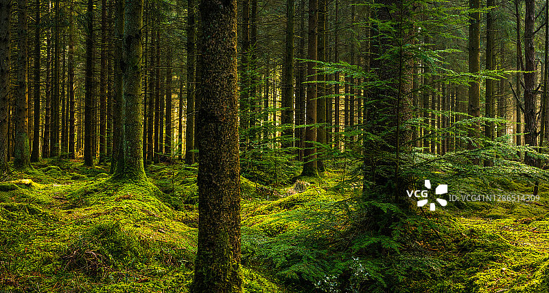 松树林荒野深处的绿色苔藓空地全景图片素材